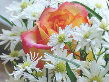 rose parmi les fleurs